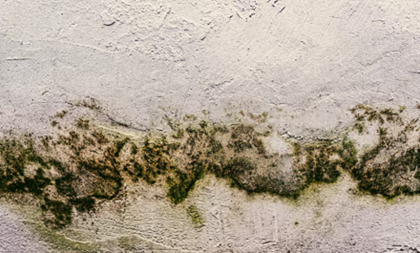 Mould spreading through home
