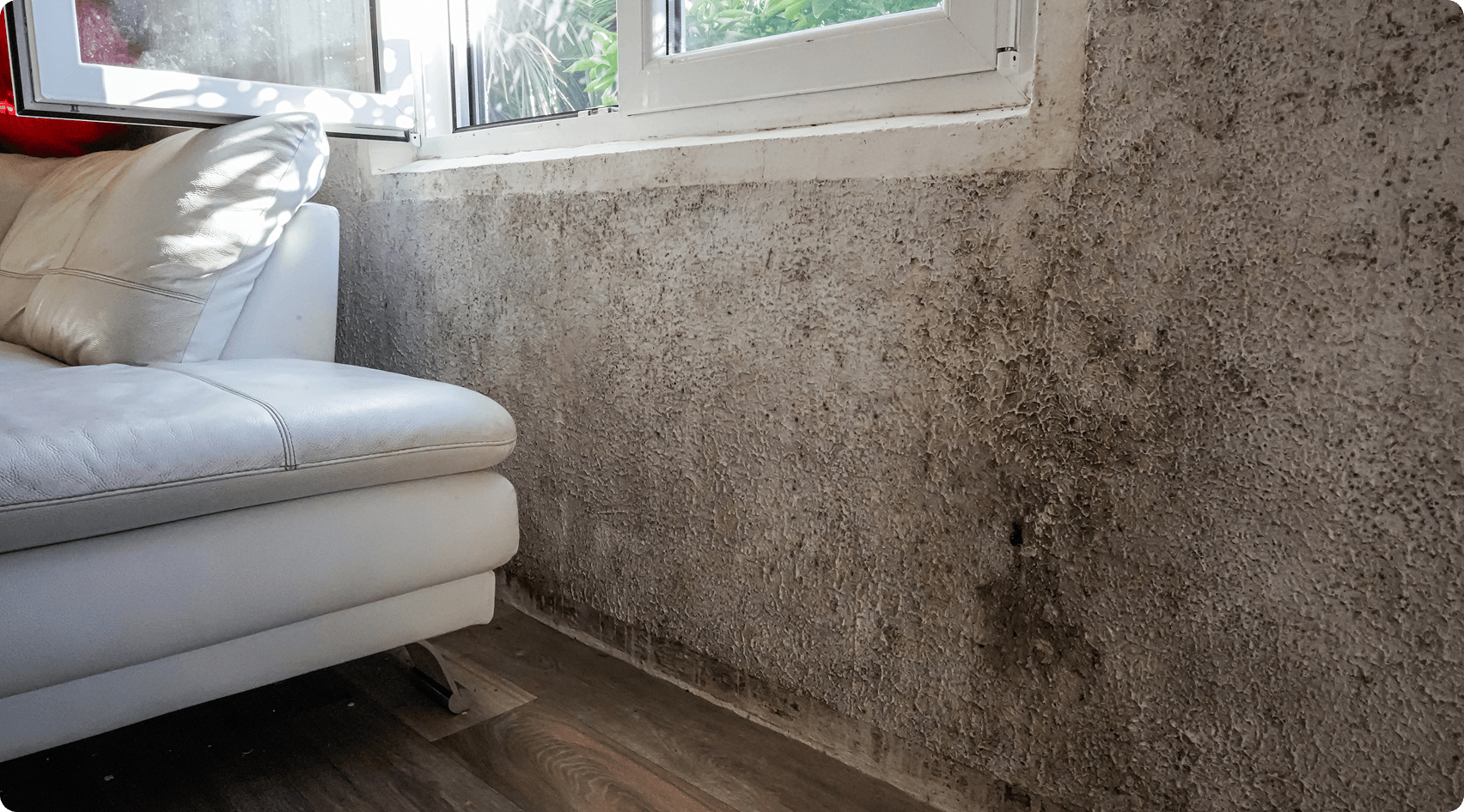 Mold on wall in sunlight