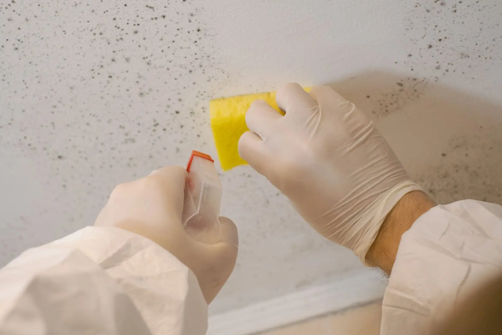 Gloved hands cleaning moldy surface