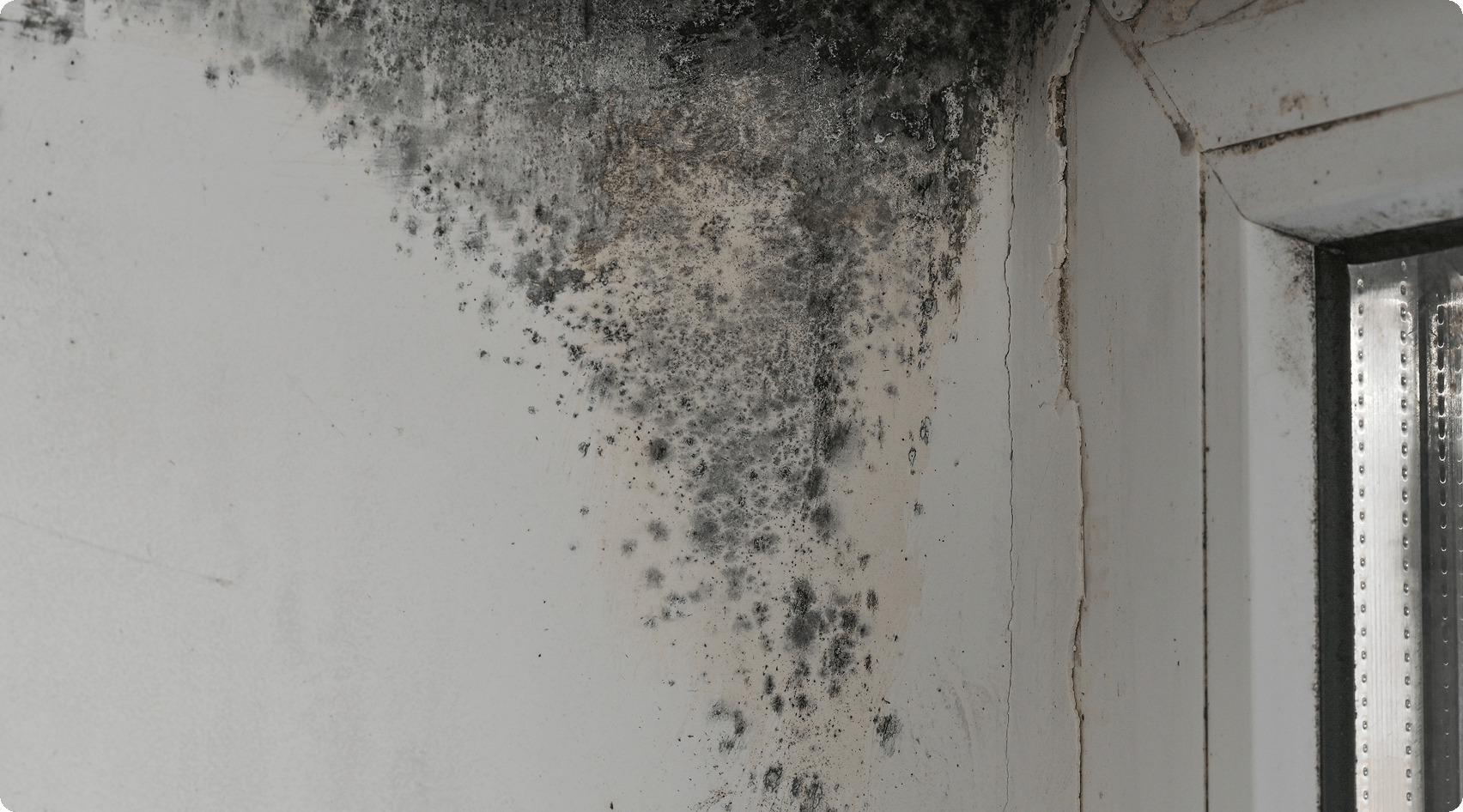 Mold growth on interior wall corner