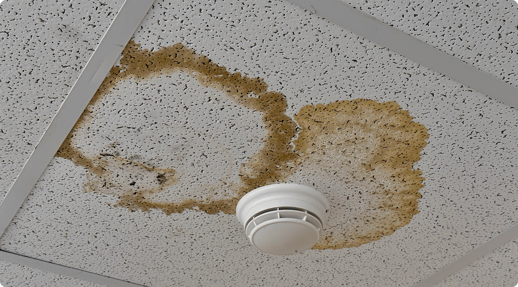 Water-damaged ceiling tiles and detector.