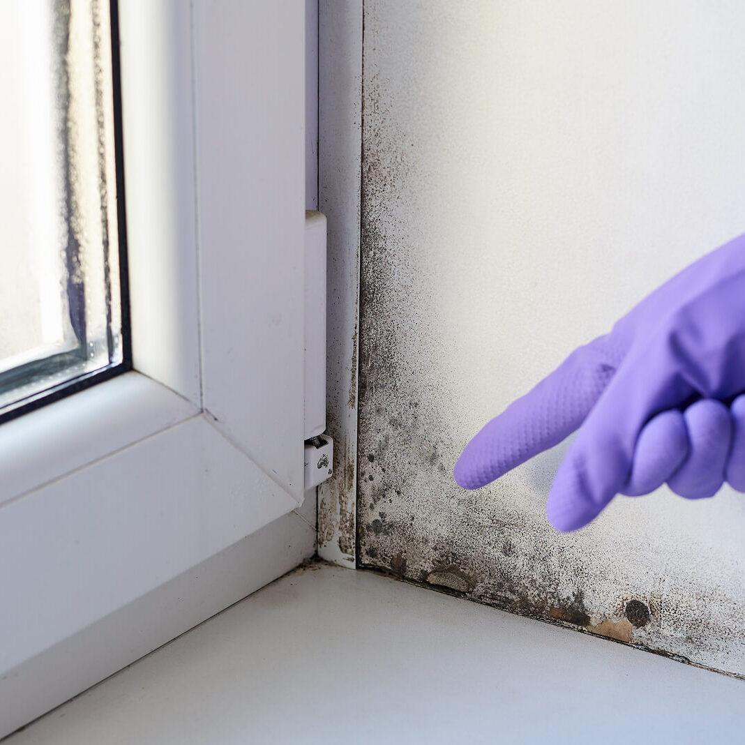 Black mold on wall corner