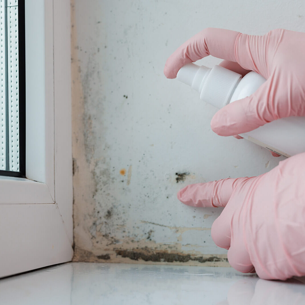 Cleaning moldy wall with disinfectant spray