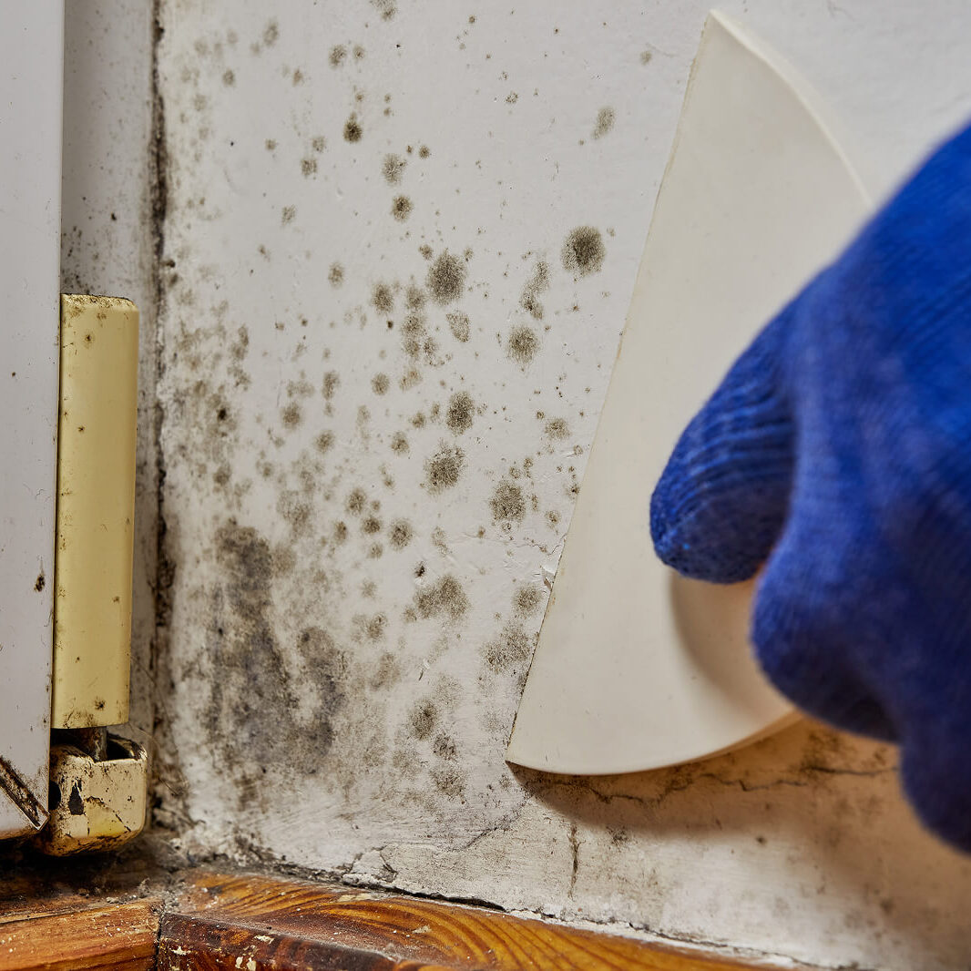 Removing mold from wall corner with scraper