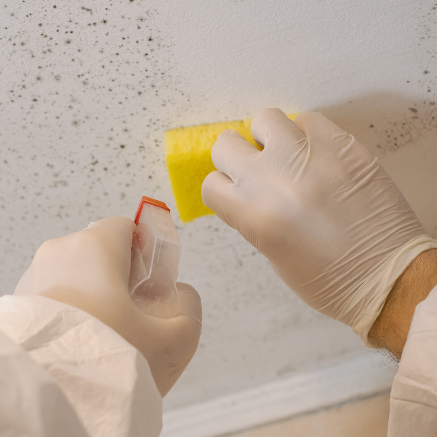 Cleaning mold from a wall with sponge.