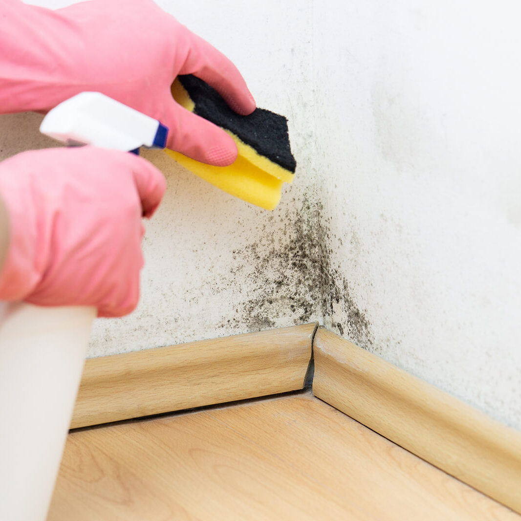 Cleaning mold from a wall corner