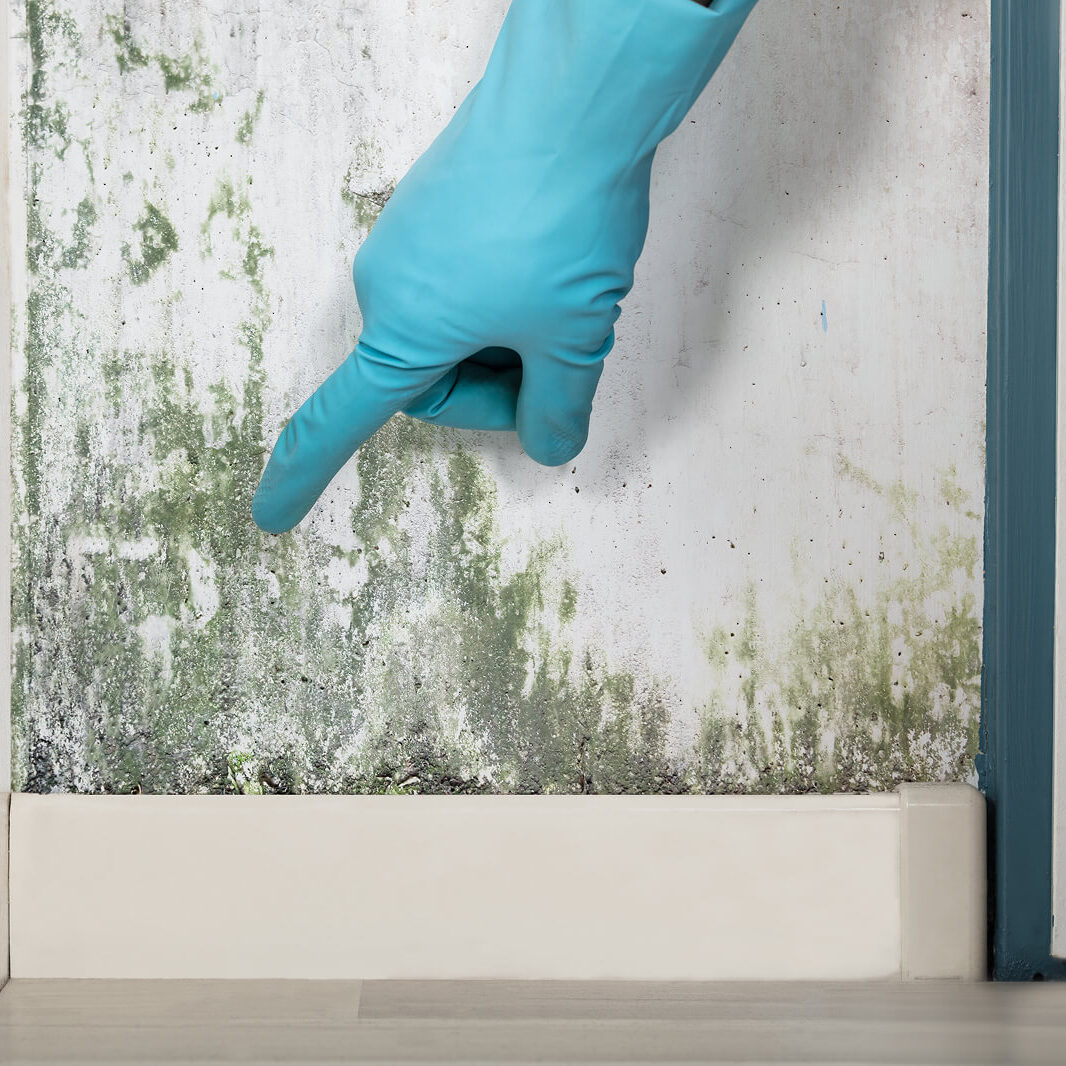Gloved hand pointing at moldy wall.